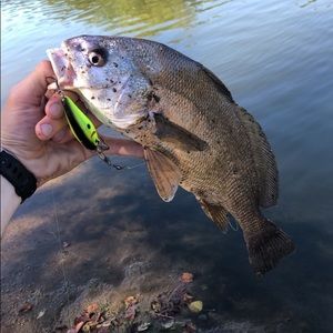 Meet your Posher, Tyler